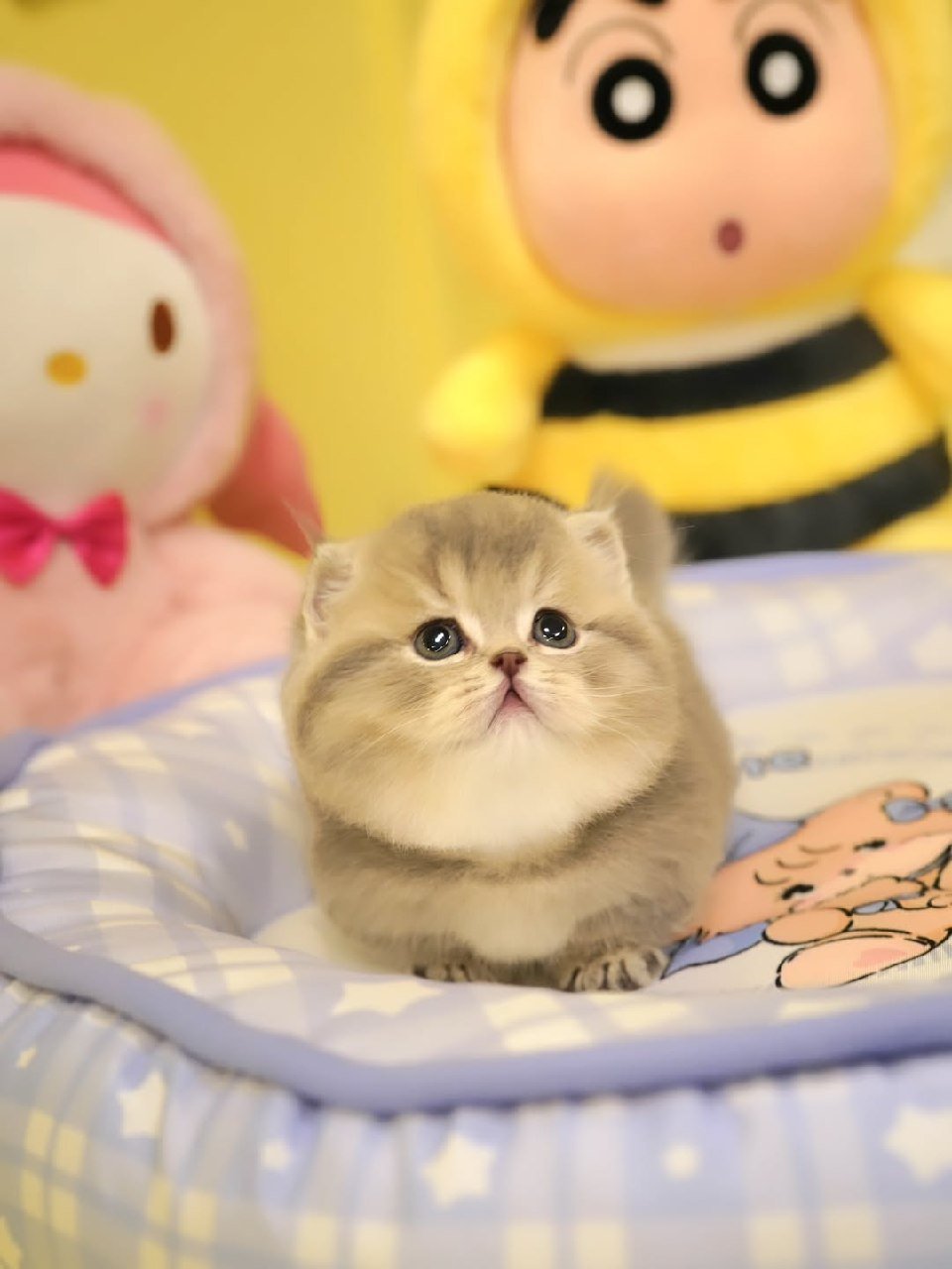 Rehomed Munchkin kitten Cleo - Litter 2503 - Adopted